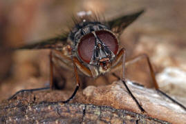 Phaonia subventa / Ohne deutschen Namen / Echte Fliegen - Muscidae / Ordnung: Zweiflgler - Diptera