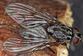 Phaonia trimaculata / Ohne deutschen Namen / Echte Fliegen - Muscidae - Phaoniinae / Ordnung: Zweiflgler - Diptera