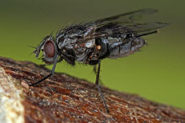 Phaonia trimaculata / Ohne deutschen Namen / Echte Fliegen - Muscidae - Phaoniinae / Ordnung: Zweiflgler - Diptera