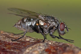 Phaonia trimaculata / Ohne deutschen Namen / Echte Fliegen - Muscidae - Phaoniinae / Ordnung: Zweiflgler - Diptera