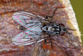 Phaonia trimaculata / Ohne deutschen Namen / Echte Fliegen - Muscidae - Phaoniinae / Ordnung: Zweiflgler - Diptera