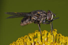 Stomoxys calcitrans / Wadenstecher / Gemeine Stechfliege / Stable fly / Echte Fliegen - Muscidae / Brachycera - Fliegen / Ordnung: Diptera - Zweiflgler