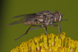 Stomoxys calcitrans / Wadenstecher / Gemeine Stechfliege / Stable fly / Echte Fliegen - Muscidae / Brachycera - Fliegen / Ordnung: Diptera - Zweiflgler