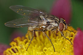 Stomoxys calcitrans / Wadenstecher / Gemeine Stechfliege / Stable fly / Echte Fliegen - Muscidae / Brachycera - Fliegen / Ordnung: Diptera - Zweiflgler