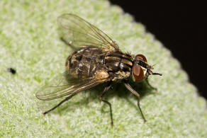 Stomoxys calcitrans / Wadenstecher / Gemeine Stechfliege / Stable fly / Echte Fliegen - Muscidae / Brachycera - Fliegen / Ordnung: Diptera - Zweiflgler