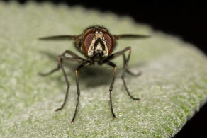 Stomoxys calcitrans / Wadenstecher / Gemeine Stechfliege / Stable fly / Echte Fliegen - Muscidae / Brachycera - Fliegen / Ordnung: Diptera - Zweiflgler