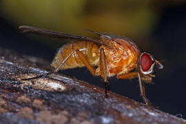 Thricops diaphanus / Ohne deutschen Namen / Echte Fliegen - Muscidae / Ordnung: Zweiflgler - Diptera / Fliegen - Brachycera