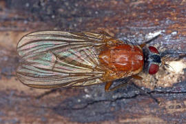 Thricops diaphanus / Ohne deutschen Namen / Echte Fliegen - Muscidae / Ordnung: Zweiflgler - Diptera / Fliegen - Brachycera