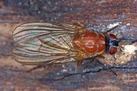 Thricops diaphanus / Ohne deutschen Namen / Echte Fliegen - Muscidae / Ordnung: Zweiflgler - Diptera / Fliegen - Brachycera