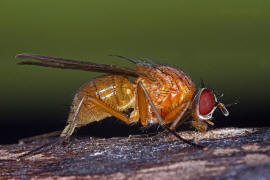 Thricops diaphanus / Ohne deutschen Namen / Echte Fliegen - Muscidae / Ordnung: Zweiflgler - Diptera / Fliegen - Brachycera