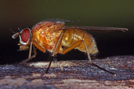 Thricops diaphanus / Ohne deutschen Namen / Echte Fliegen - Muscidae / Ordnung: Zweiflgler - Diptera / Fliegen - Brachycera