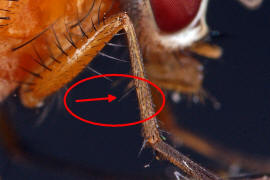 Thricops diaphanus / Ohne deutschen Namen / Echte Fliegen - Muscidae / Ordnung: Zweiflgler - Diptera / Fliegen - Brachycera