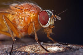 Thricops diaphanus / Ohne deutschen Namen / Echte Fliegen - Muscidae / Ordnung: Zweiflgler - Diptera / Fliegen - Brachycera