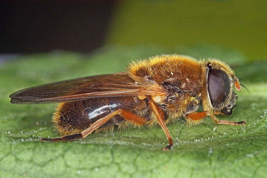 Cheilosia albipila / Weiden-Erzschwebfliege / Schwebfliegen - Syrphidae / Ordnung: Zweiflügler - Diptera / Fliegen - Brachycera