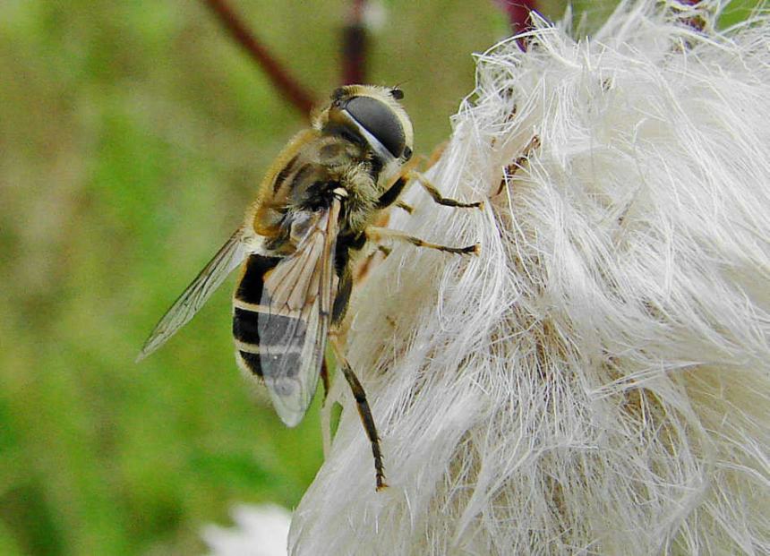 Eristalis arbustorum / Kleine Keilfleckschwebfliege (Weibchen) / Schwebfliegen - Syrphidae / Ordnung: Zweiflügler - Diptera / Fliegen - Brachycera
