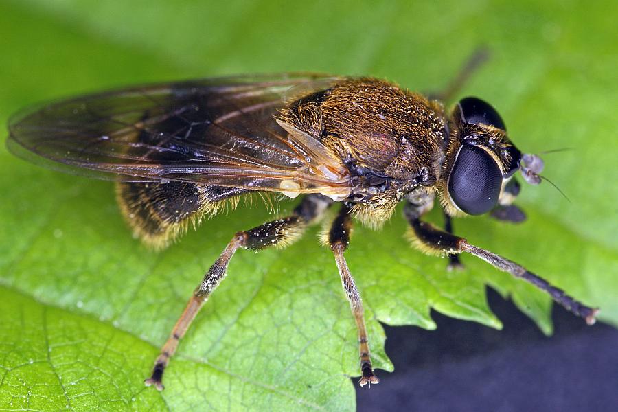 Myolepta vara / ohne deutschen Namen / Schwebfliegen - Syrphidae / Ordnung: Zweiflügler - Diptera / Fliegen - Brachycera