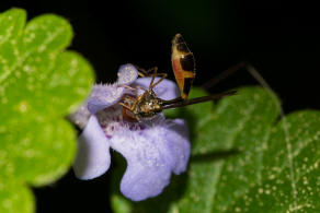 Baccha elongata / Gemeine Schattenschwebfliege / Schwebfliegen - Syrphidae / Ordnung: Zweiflgler - Diptera / Fliegen - Brachycera