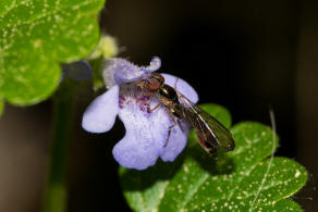 Baccha elongata / Gemeine Schattenschwebfliege / Schwebfliegen - Syrphidae / Ordnung: Zweiflgler - Diptera / Fliegen - Brachycera