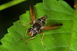 Caliprobola speciosa / Prachtschwebfliege / Goldbandschwebfliege / Schwebfliegen - Syrphidae / Ordnung: Zweiflügler - Diptera / Fliegen - Brachycera