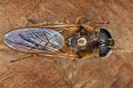 Cheilosia albipila / Weiden-Erzschwebfliege / Schwebfliegen - Syrphidae / Ordnung: Zweiflgler - Diptera / Fliegen - Brachycera