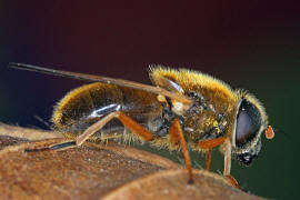 Cheilosia albipila / Weiden-Erzschwebfliege / Schwebfliegen - Syrphidae / Ordnung: Zweiflgler - Diptera / Fliegen - Brachycera