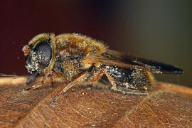 Cheilosia albipila / Weiden-Erzschwebfliege / Schwebfliegen - Syrphidae / Ordnung: Zweiflgler - Diptera / Fliegen - Brachycera