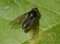 Cheilosia albitarsis / Weissfuß-Erzschwebfliege / Syrphidae - Schwebfliegen