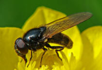 Cheilosia albitarsis / Weissfu-Erzschwebfliege / Syrphidae - Schwebfliegen