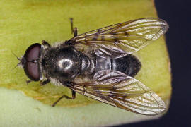 Cheilosia caerulescens / Gnsedistel-Erzschwebfliege / Schwebfliegen - Syrphidae / Ordnung: Zweiflgler - Diptera / Fliegen - Brachycera