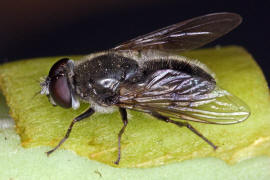 Cheilosia caerulescens / Gnsedistel-Erzschwebfliege / Schwebfliegen - Syrphidae / Ordnung: Zweiflgler - Diptera / Fliegen - Brachycera