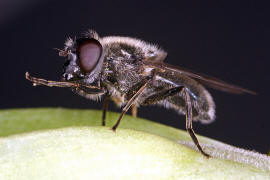 Cheilosia caerulescens / Gnsedistel-Erzschwebfliege / Schwebfliegen - Syrphidae / Ordnung: Zweiflgler - Diptera / Fliegen - Brachycera