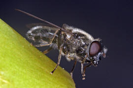 Cheilosia caerulescens / Gnsedistel-Erzschwebfliege / Schwebfliegen - Syrphidae / Ordnung: Zweiflgler - Diptera / Fliegen - Brachycera