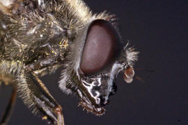 Cheilosia caerulescens / Gnsedistel-Erzschwebfliege / Schwebfliegen - Syrphidae / Ordnung: Zweiflgler - Diptera / Fliegen - Brachycera