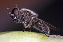 Cheilosia caerulescens / Gnsedistel-Erzschwebfliege / Schwebfliegen - Syrphidae / Ordnung: Zweiflgler - Diptera / Fliegen - Brachycera