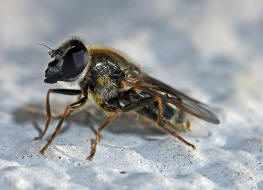 Cheilosia caerulescens / Gnsedistel-Erzschwebfliege / Schwebfliegen - Syrphidae / Ordnung: Zweiflgler - Diptera / Fliegen - Brachycera