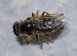 Cheilosia caerulescens / Gnsedistel-Erzschwebfliege / Schwebfliegen - Syrphidae / Ordnung: Zweiflgler - Diptera / Fliegen - Brachycera