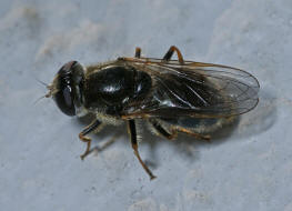 Cheilosia caerulescens / Gnsedistel-Erzschwebfliege / Schwebfliegen - Syrphidae / Ordnung: Zweiflgler - Diptera / Fliegen - Brachycera