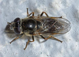 Cheilosia caerulescens / Gnsedistel-Erzschwebfliege / Schwebfliegen - Syrphidae / Ordnung: Zweiflgler - Diptera / Fliegen - Brachycera