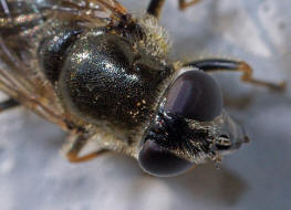 Cheilosia caerulescens / Gnsedistel-Erzschwebfliege / Schwebfliegen - Syrphidae / Ordnung: Zweiflgler - Diptera / Fliegen - Brachycera