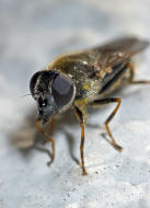 Cheilosia caerulescens / Gnsedistel-Erzschwebfliege / Schwebfliegen - Syrphidae / Ordnung: Zweiflgler - Diptera / Fliegen - Brachycera