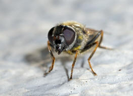 Cheilosia caerulescens / Gnsedistel-Erzschwebfliege / Schwebfliegen - Syrphidae / Ordnung: Zweiflgler - Diptera / Fliegen - Brachycera