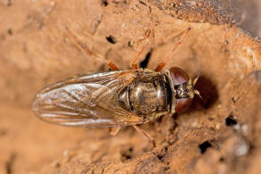 Cheilosia flavipes / Ohne deutschen Namen / Schwebfliegen - Syrphidae / Ordnung: Zweiflgler - Diptera / Fliegen - Brachycera