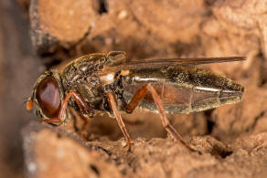 Cheilosia flavipes / Ohne deutschen Namen / Schwebfliegen - Syrphidae / Ordnung: Zweiflgler - Diptera / Fliegen - Brachycera