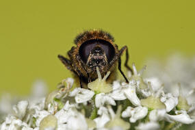 Cheilosia illustrata / Bunte Erzschwebfliege / Schwebfliegen - Syrphidae