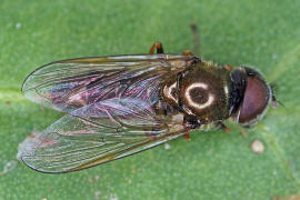 Cheilosia mutabilis / Ohne deutschen Namen / Schwebfliegen - Syrphidae / Ordnung: Zweiflgler - Diptera / Fliegen - Brachycera