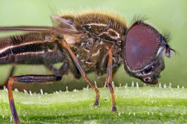 Cheilosia mutabilis / Ohne deutschen Namen / Schwebfliegen - Syrphidae / Ordnung: Zweiflgler - Diptera / Fliegen - Brachycera