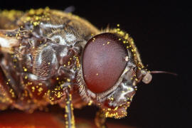Cheilosia ranunculi / Hahnenfu-Erzschwebfliege / Syrphidae - Schwebfliegen