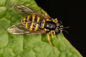 Chrysotoxum cautum / Gemeine Wespenschwebfliege / Schwebfliegen - Syrphidae / Ordnung: Zweiflgler - Diptera / Fliegen - Brachycera