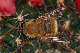 Criorhina berberina f. oxyacanthae / Gelbhaarige Hummelschwebfliege / Schwebfliegen - Syrphidae / Ordnung: Zweiflgler - Diptera / Fliegen - Brachycera