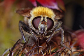 Criorhina berberina f. oxyacanthae / Gelbhaarige Hummelschwebfliege / Schwebfliegen - Syrphidae / Ordnung: Zweiflgler - Diptera / Fliegen - Brachycera